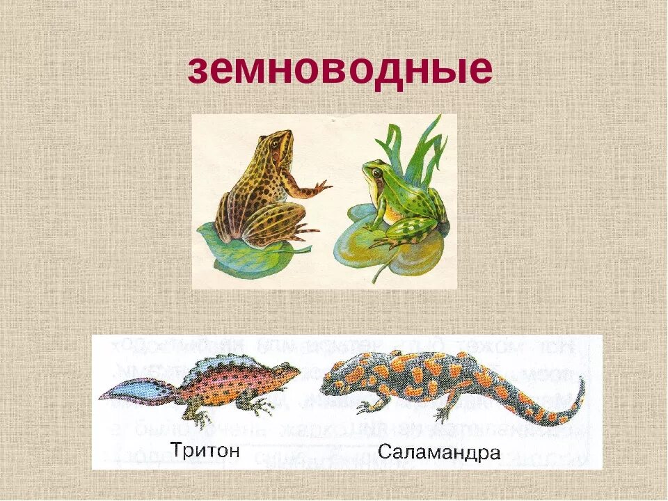 Приведите три примера пресмыкающихся. Пресмыкающиеся и земноводные для детей. Класс земноводные. Земноводные картинки с названиями. Класс земноводные амфибии.