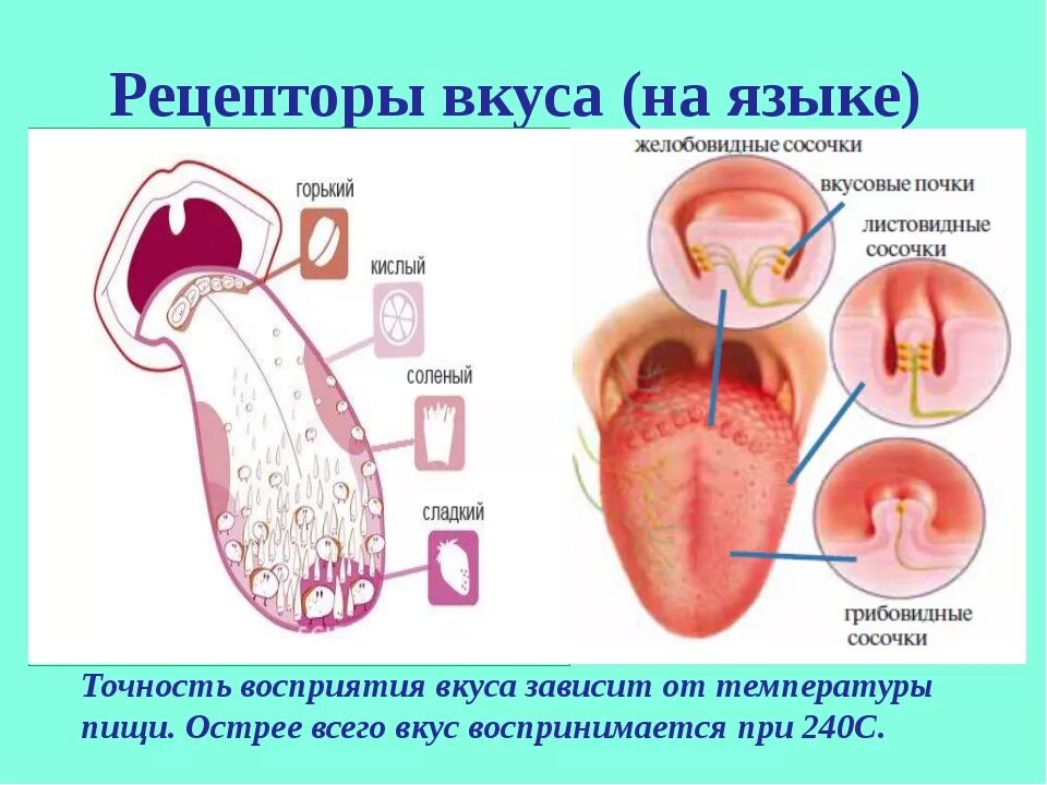 Эве язык. Рецепторы языка человека. Вкусовые сосочки на корне языка. Воспаление рецепторов на языке.