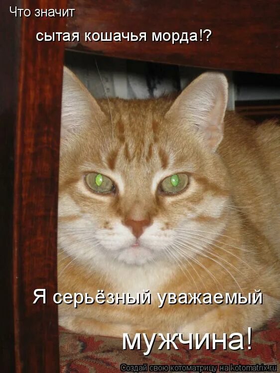 смайлик сытый и счастливый кот. сытый кот. сыта морда. сыта морда. сытый кот зоомагазин.