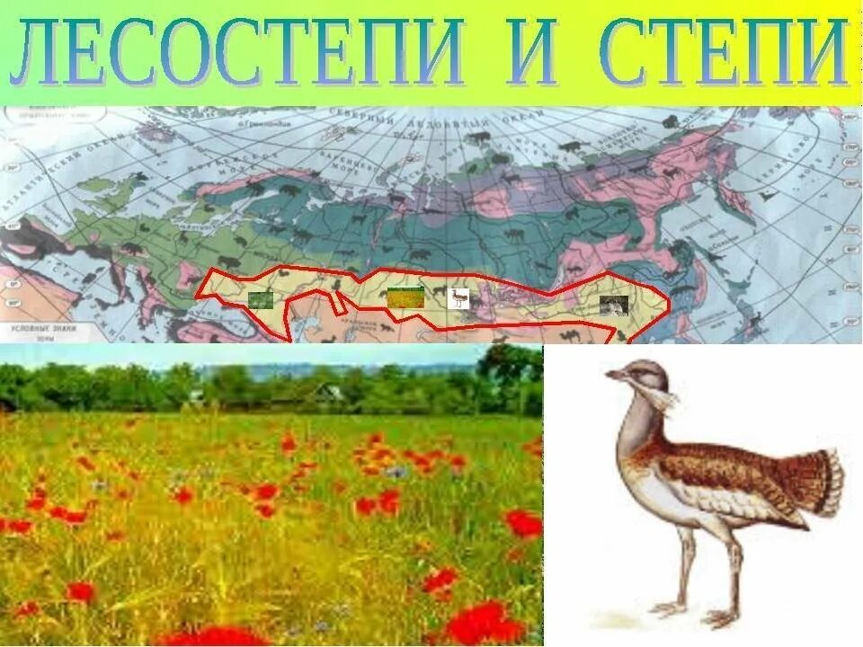 Реки степной зоны россии. Природные зоны Евразии степь. Зона степей в Евразии. Рисунок природной зоны. Животные лесостепи и степи в Евразии.