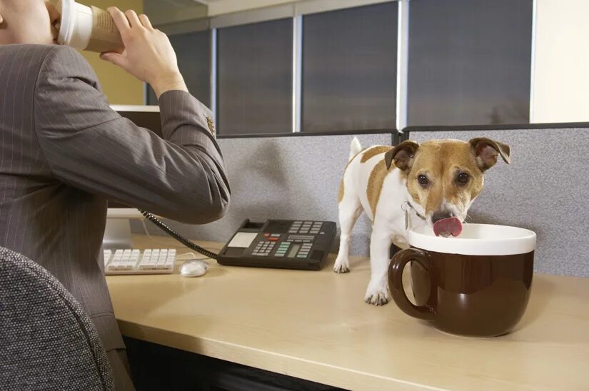 Работы питомцы. Take your Dog to work Day праздник. Офисная живность. Офисная живность 8. Take your pet