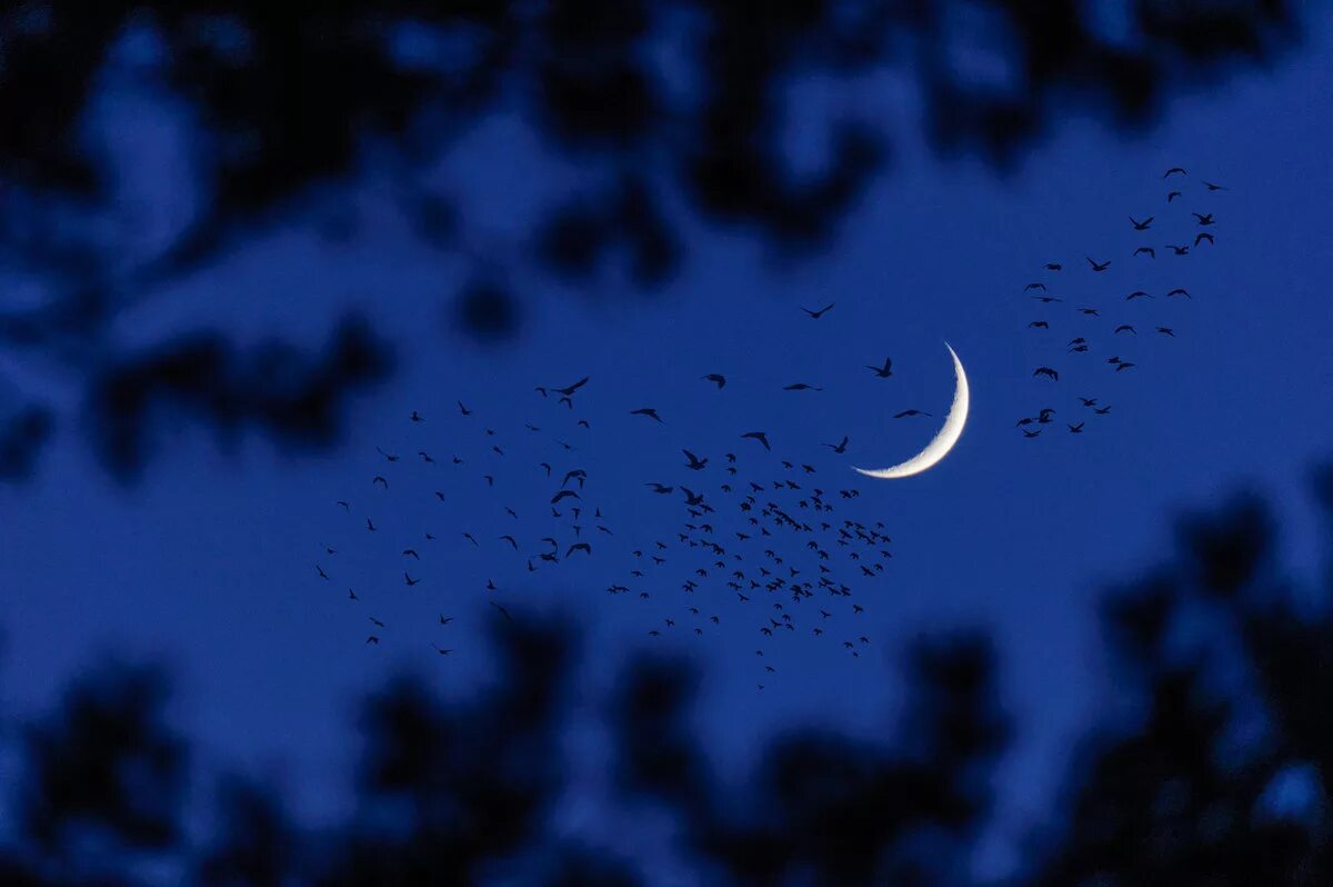 новый месяц вышел. красивый полумесяц. месяц на небе. месяц на небе. луна новолуние.