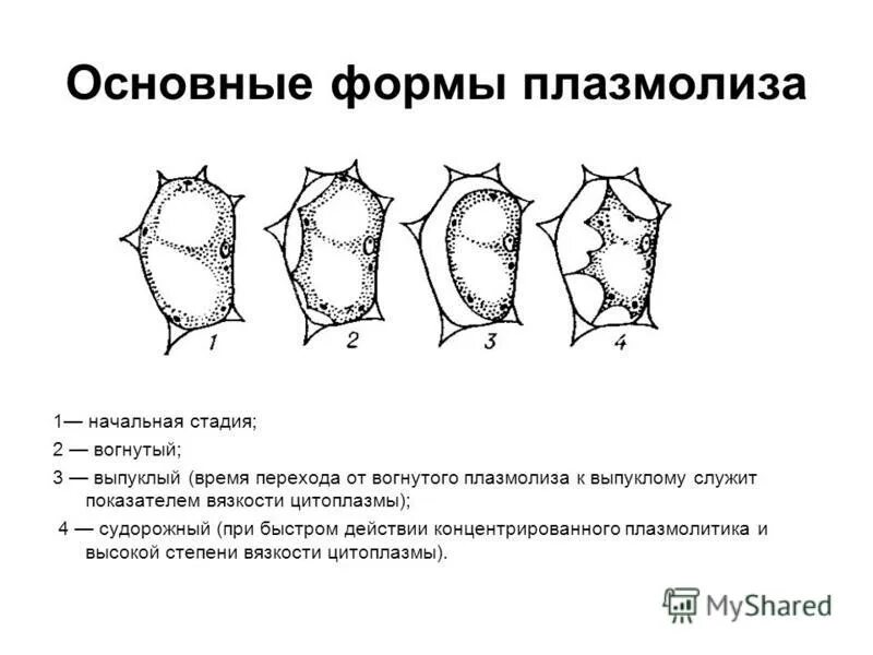 плазмолиз это в биологии. виды плазмолиза растительной клетки. плазмолиз это в биологии. виды плазмолиза. плазмолиз задание егэ.