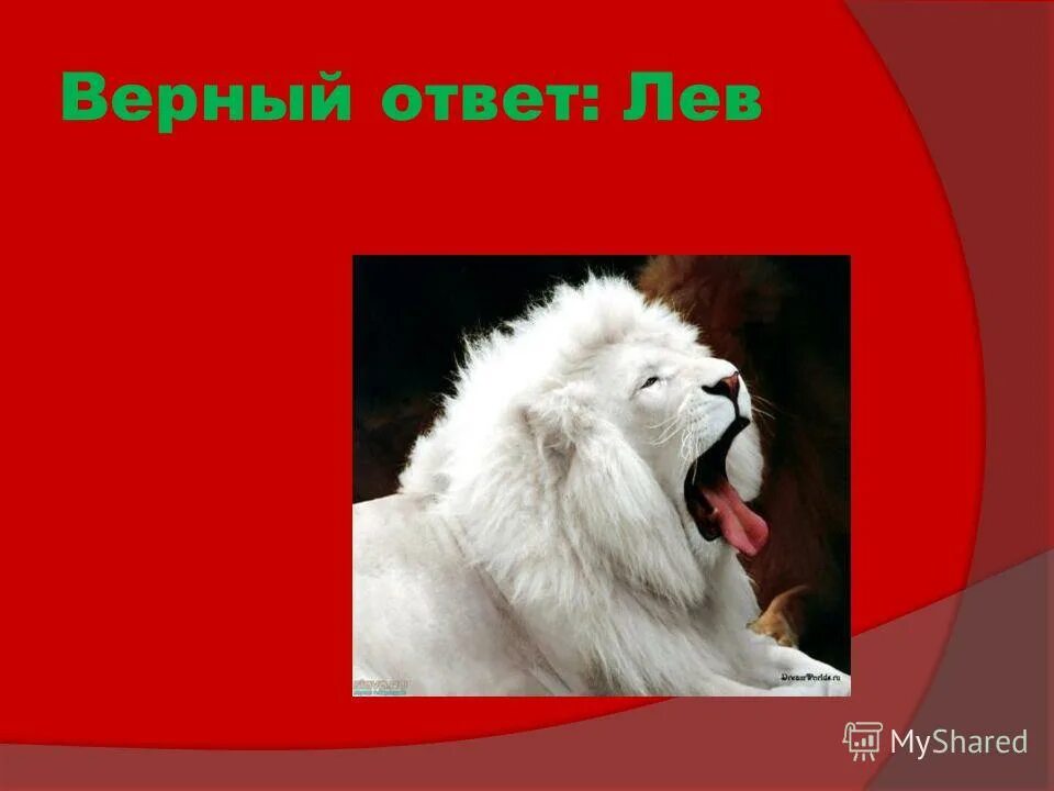 Лев лункито кения. Сколько килограмм мяса съедает лев. Загадка про льва для детей. Теленок ребус. Животные на букву л.