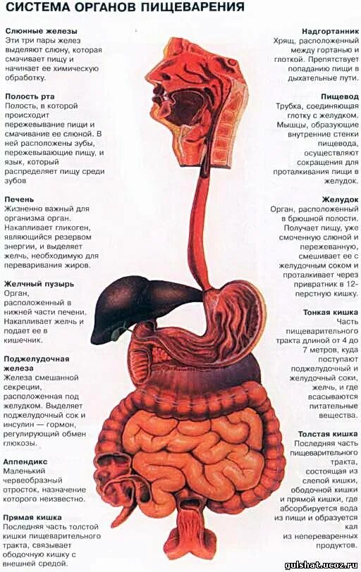 Роль органов человека. Функции пищеварительной системы схема. Пищеварительная система человека строение и функции. Функции пищеварительной системы человека анатомия. Строение и функции органов пищеварительной системы.