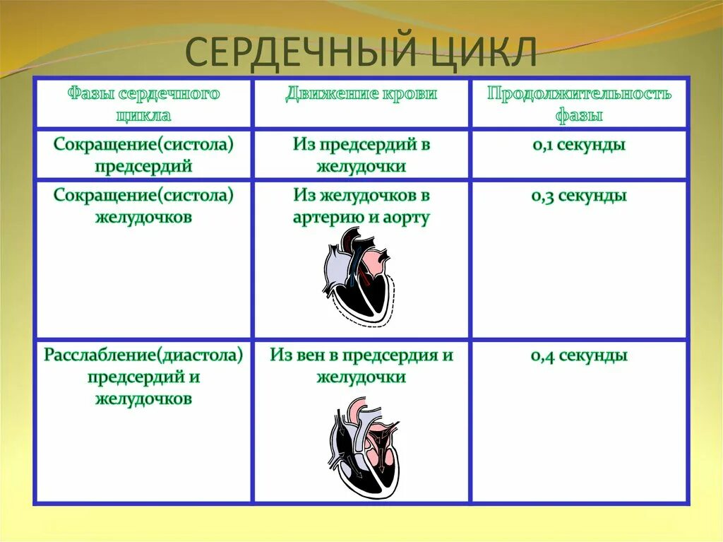Какова продолжительность систолы предсердия если известно. Сокращение (систола) предсердий фазы. продолжительность систолы предсердий. сокращение (систола) предсердий. сердечный цикл.