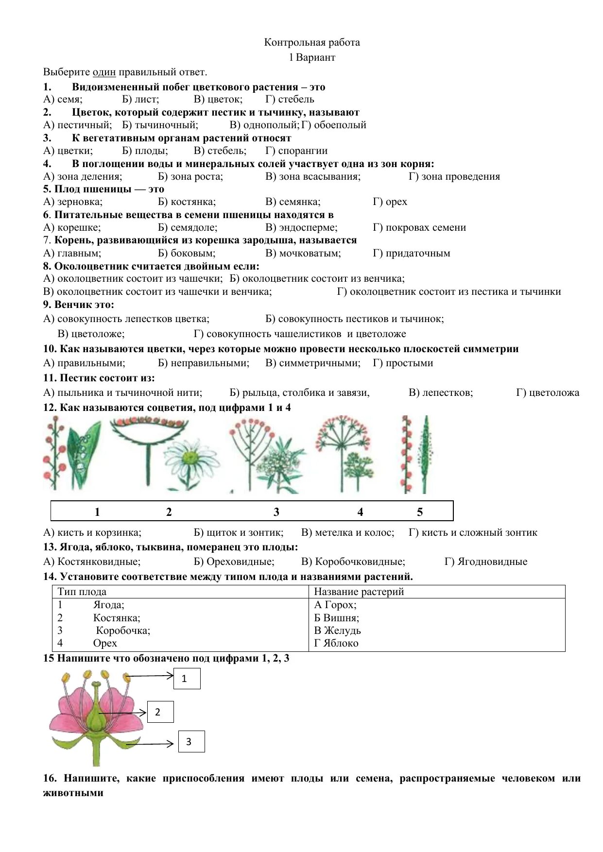 Установите соответствие корень лист. Кр по биологии 6 класс с ответами строение растений. Контрольная работа по биологии 6 класс органы растений с ответами. Биология 6 класс Пасечник проверочные работы и контрольные работы. Контрольная работа органы растений 6 класс биология вариант 2 ..