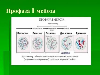 Происходит кроссинговер митоз и мейоз