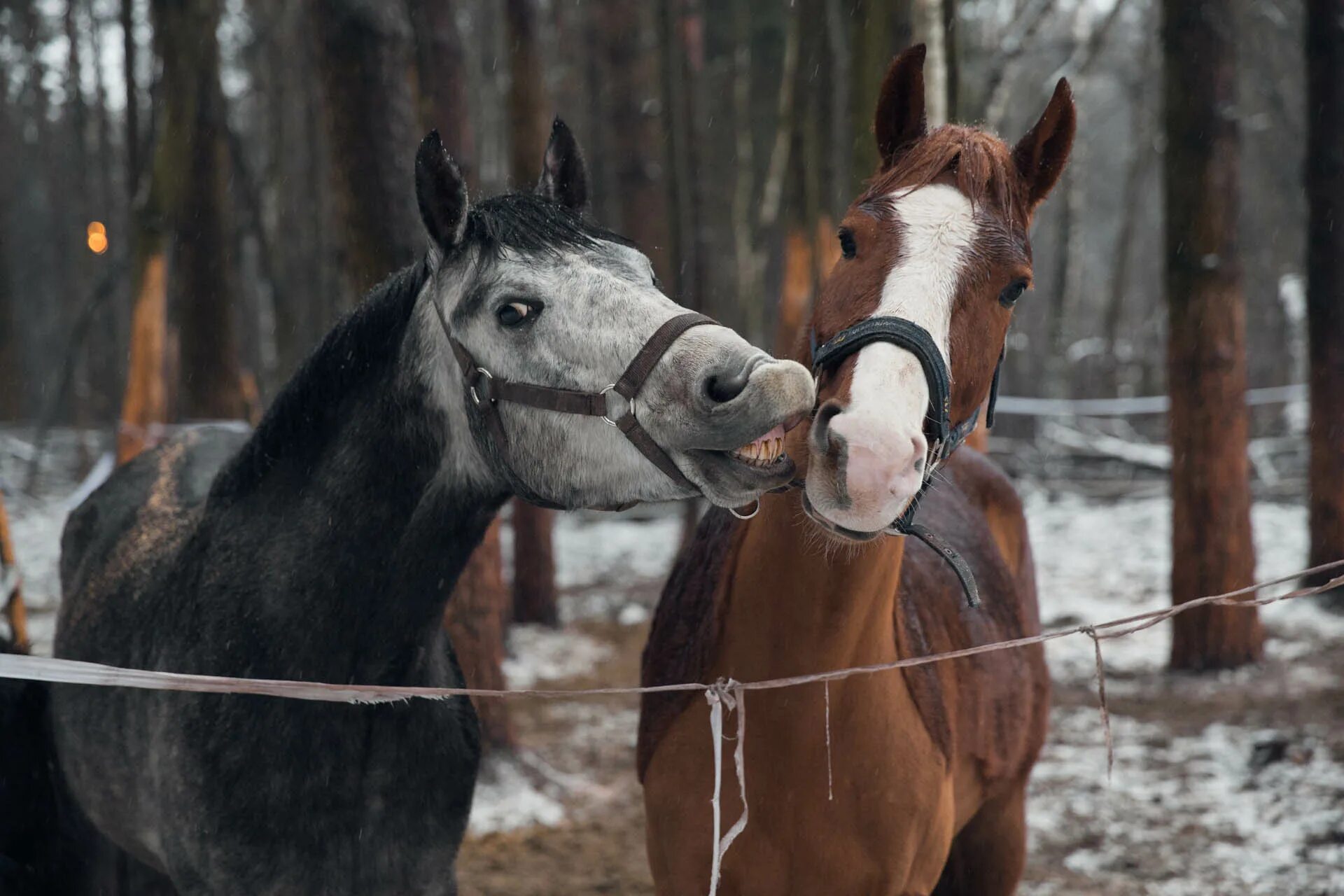 Сайт horse