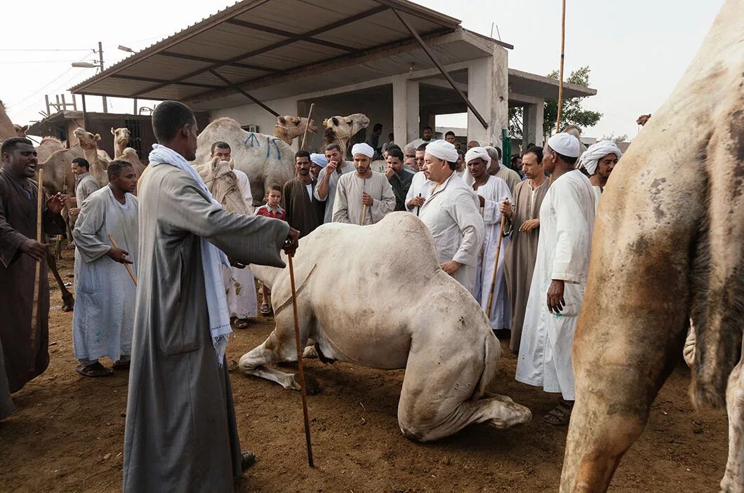 готовят верблюда