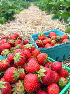 Strawberry picking