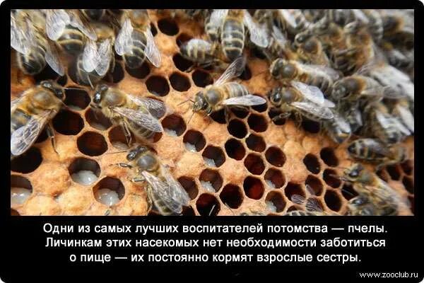 Потомство у пчел 5 букв. Как пчелы ухаживают за потомством.