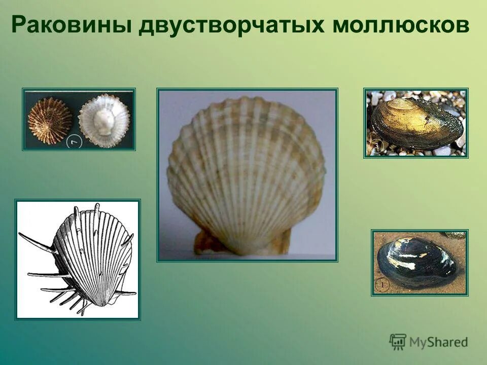 раковины двустворчатых моллюсков биология 7 класс. строение раковины моллюсков слои. тип моллюски класс двустворчатые внешнее строение. двустворчатые моллюски беззубка. особенности раковины моллюсков.