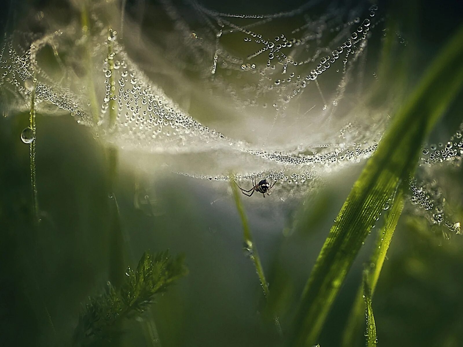 красивые картинки. капли тумана. голубой дождь. фон микромир. роса эстетика.