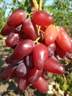 Виноград каталог