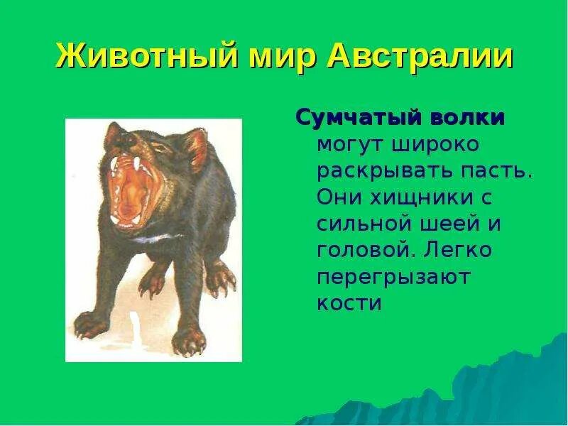 Презентация по теме животный мир. Проект по географии животный мир австралия. животные австралии презентация. растительный и животный мир австралии презентация. растительный и животный мир австралии 7 класс.