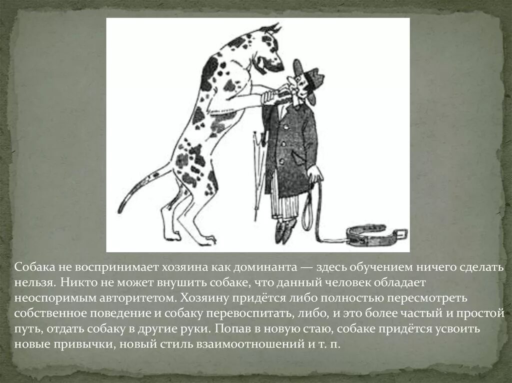 Собака Доминант. Нежелательное поведение у собак. Коррекция поведения собак. Методы коррекции поведения собак. Доминанты поведения