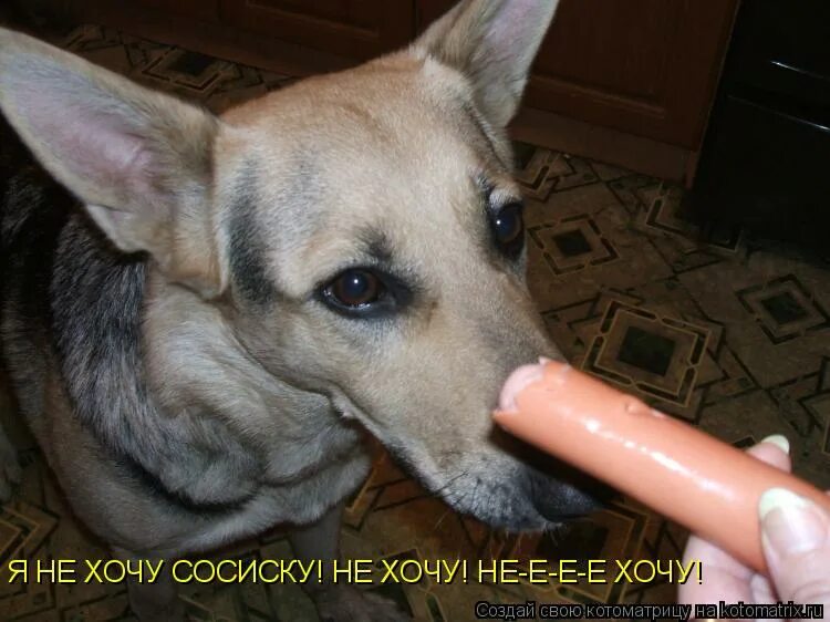 Прикольные сосиски в тесте. Мемы про сосиски. Тесть сосиска мем. Кот ест колбасу. Надпись сосиска в тесте.