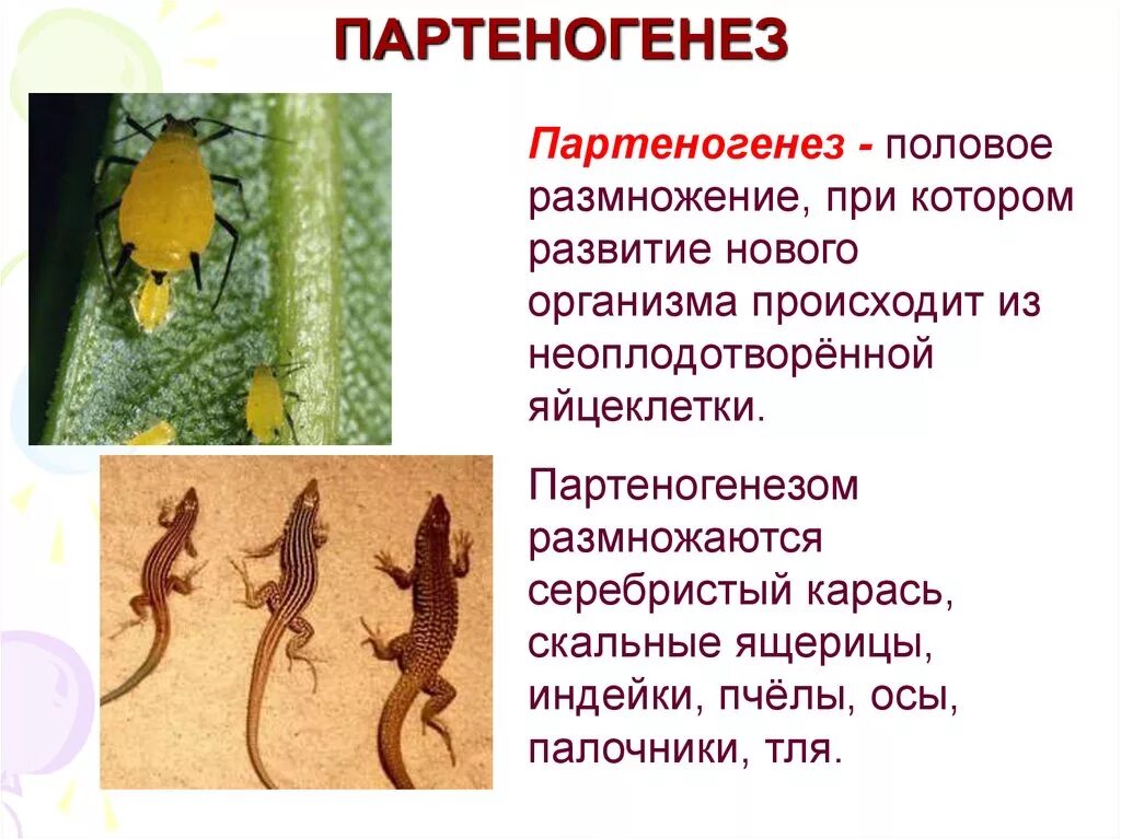 Как происходит размножение ящериц. Партеногенез. Партеногенез у ящериц. Партеногенетическое размножение. Размножение ящериц.