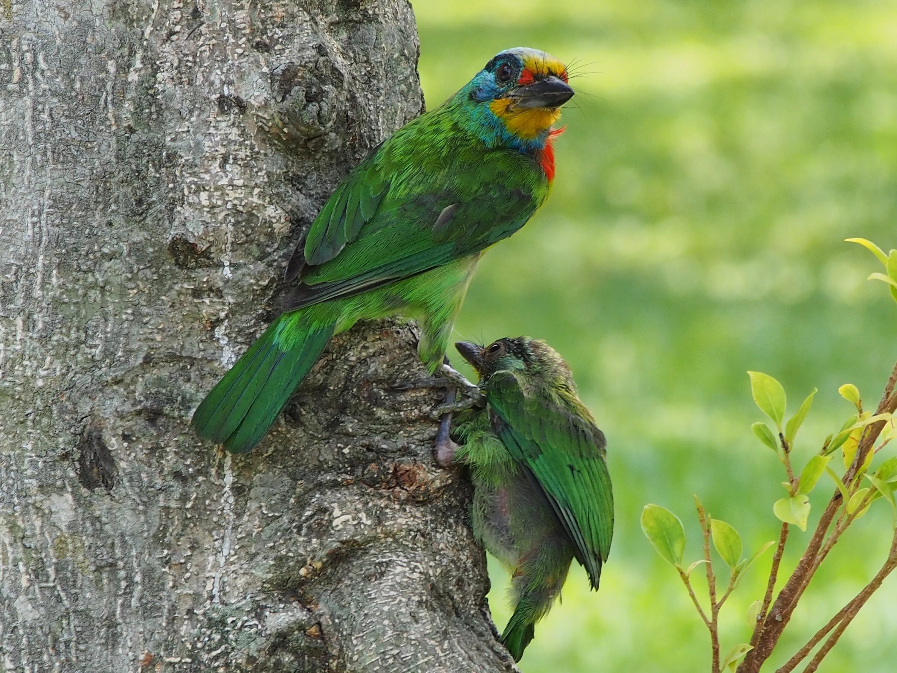 Фото зеленых птиц. Дятловый попугайчик. Дятловый попугайчик Бруина. Зеленая птица. Зеленый попугай.