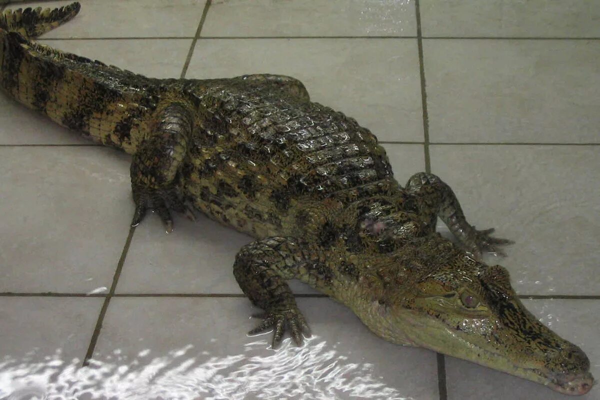Купить крокодил про. Гладколобый карликовый Кайман. Крокодил Кайман карликовый. Нильский карликовый Аллигатор. Нильский крокодил домашний.
