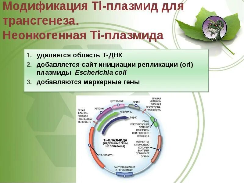 Плазмиды биотехнология. Плазмида растений. Плазмиды у растений. Ti плазмида. Модификация плазмид.