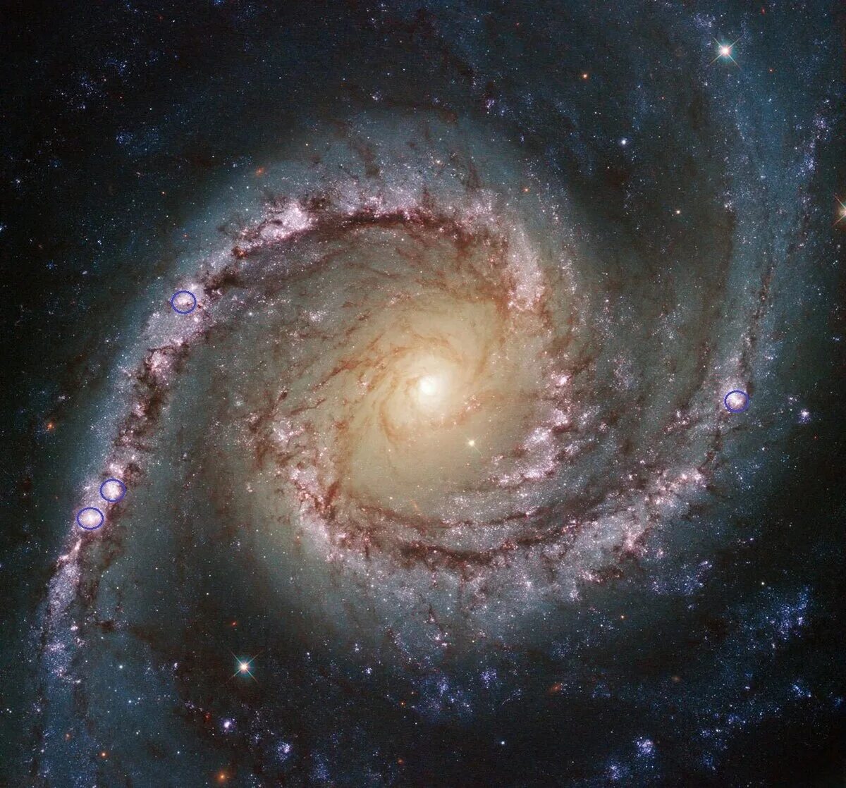 Спиральный Галактики NGC. Галактика NGC 1566. NGC 1566 (Галактика испанский танцор). Спиральная Галактика NGC 1300.