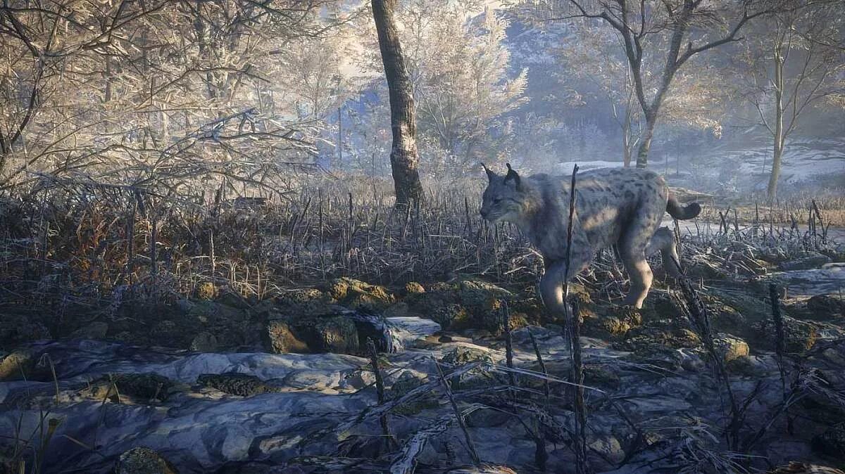 Зе хантер кал оф зе вилд. The Hunter Call of the Wild. The Hunter Call of the Wild Тайга. THEHUNTER: Call of the Wild™ - Medved-Taiga. The Hunter Call of the Wild Medved-Taiga.