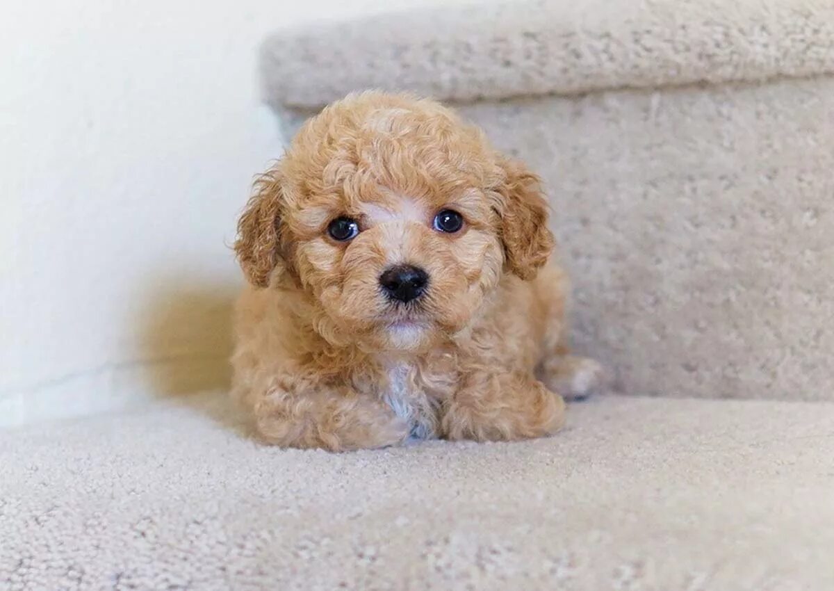 стрижки мальтипу девочки. стрижка мальтипу. жидковский мальтипу. стрижки мальтипу девочки. мальтипу метис.