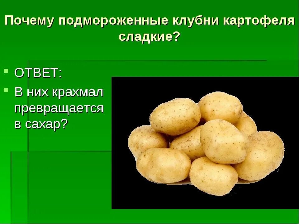 Почему после подмораживания клубни картофеля становятся сладковатыми