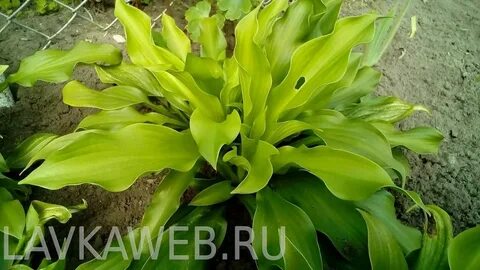 Кучерявая малышка