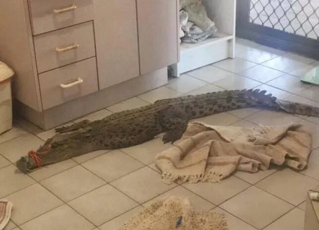 Крокодильчик свомпи мультфильм. Гена и чебурашка косячок. Крокодил свомпи семья. Ааа крокодил в ванной. Ааа крокодил в ванной.