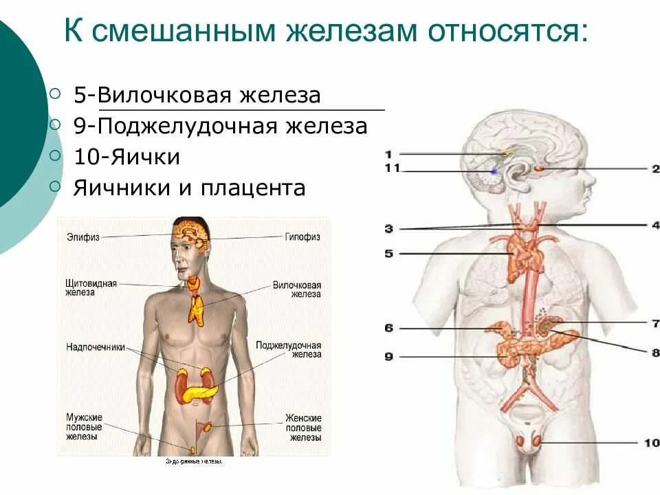 Какая эндокринная железа изображена на рисунке. Железы внутренней секреции расположение. Эндокринная система человека железы внутренней секреции. Функции эндокринная система железы внутренней секреции. Железы смешанной секреции эндокринные железы.