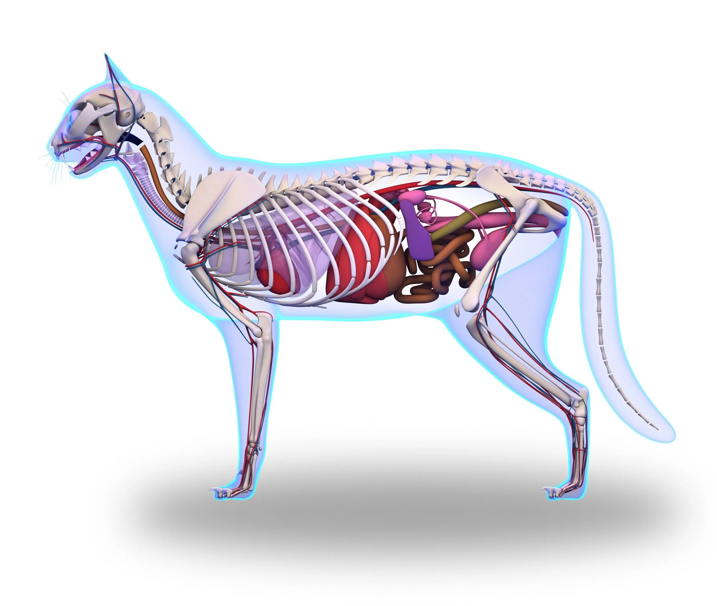 Пищеварительная система кошки анатомия. Анатомия кошки внутренние органы. Скелет кошки с внутренними органами. Строение кошки внутри.