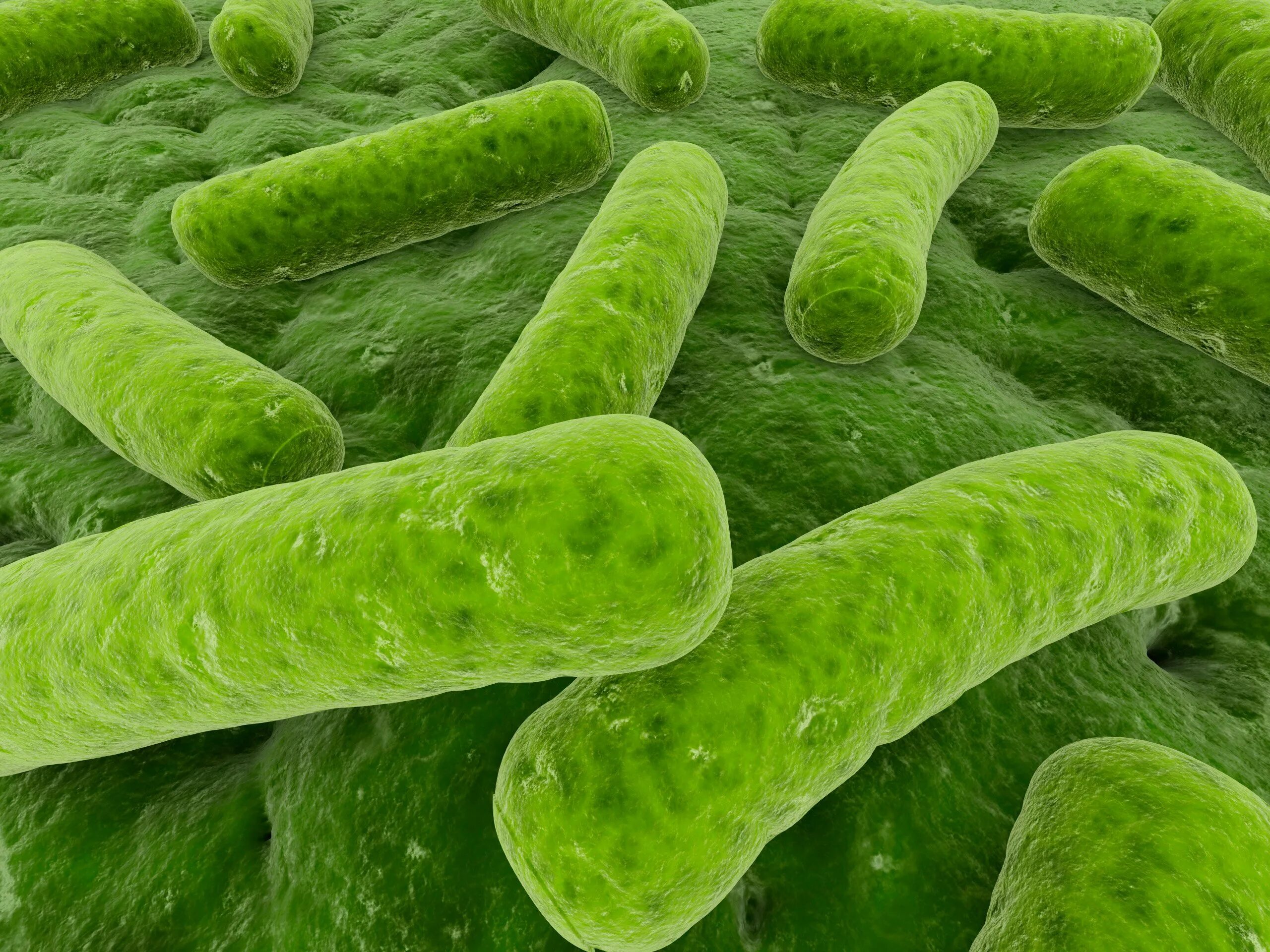 Пурпурные фотосинтезирующие бактерии. Археи галофилы. Аноксигенные фототрофные бактерии. Архебактерии серобактерии.