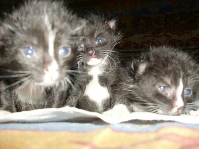 Глаза у котят открываются. Глаза новорожденных котят. Новорожденные котята глаза. Новорожденные котята открывают глаза.