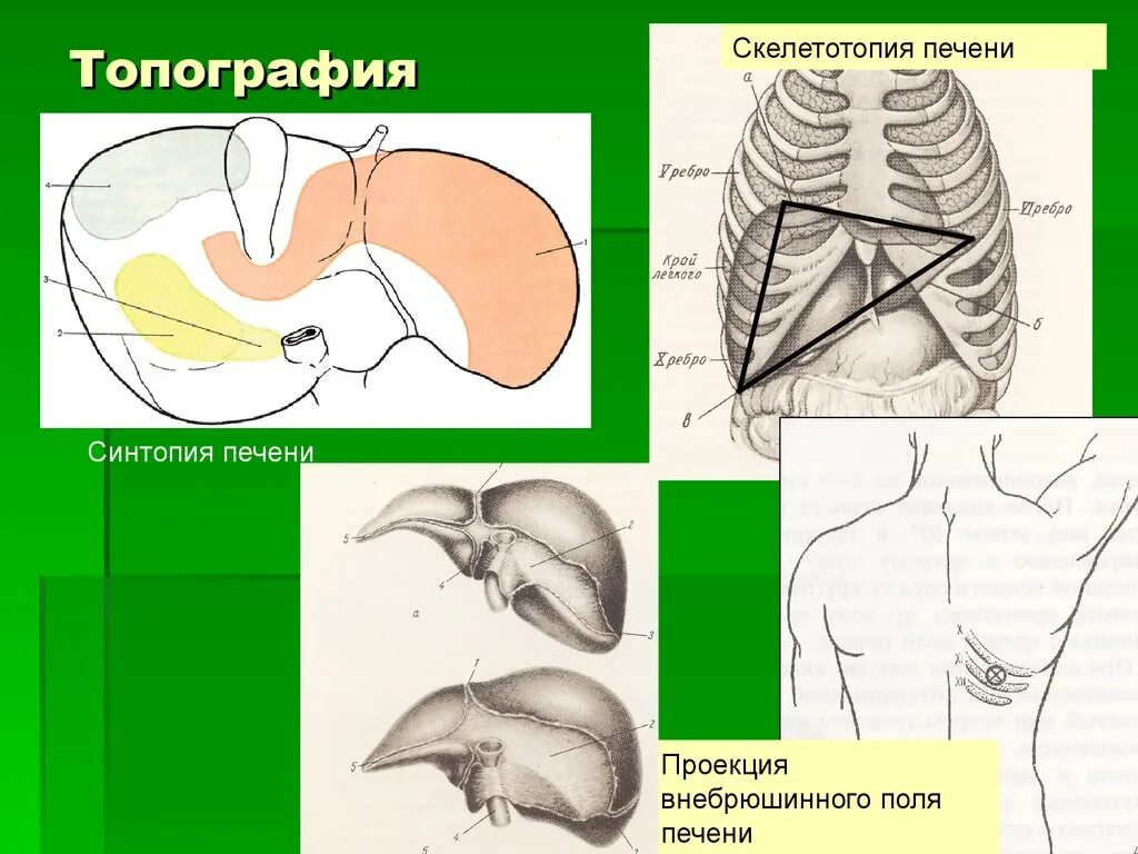 Правая граница печени. Топография печени скелетотопия. Голотопия печени анатомия. Скелетотопия печени топографическая анатомия. Голотопия и синтопия печени.