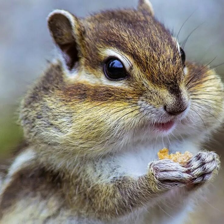 Tamias tristis бурундук. Alvin and the chipmunks trouble. Бурундуки бэд романсе. Бурундуки гага. Alvin and the chipmunks lady gaga (chipmunk version).