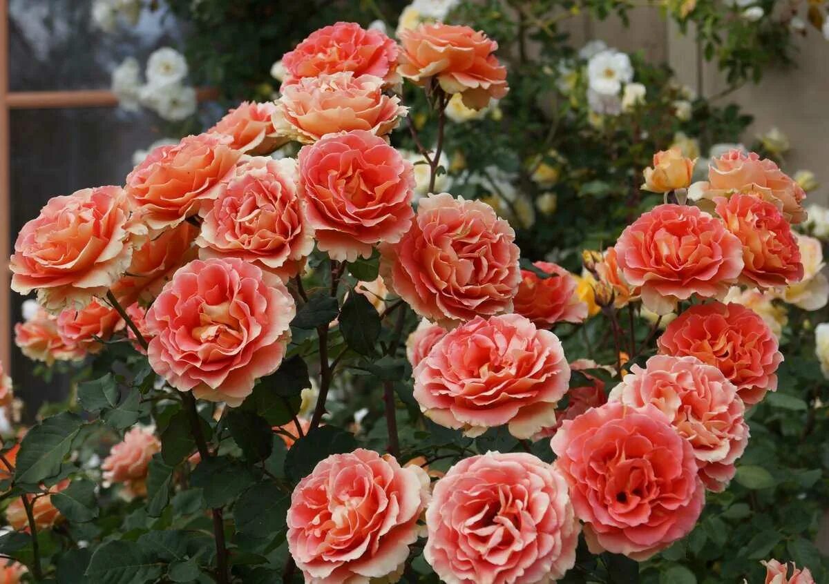 Розы флорибунда floribunda. Розы флорибунда сорта. Розы флорибунда floribunda. Розы флорибунда floribunda. Розы флорибунда floribunda.