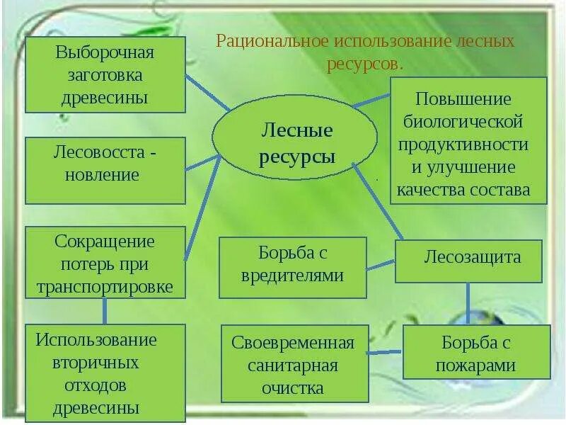 Презентация на тему Биоэкология Лесные ресурсы среда обитания - скачать презента