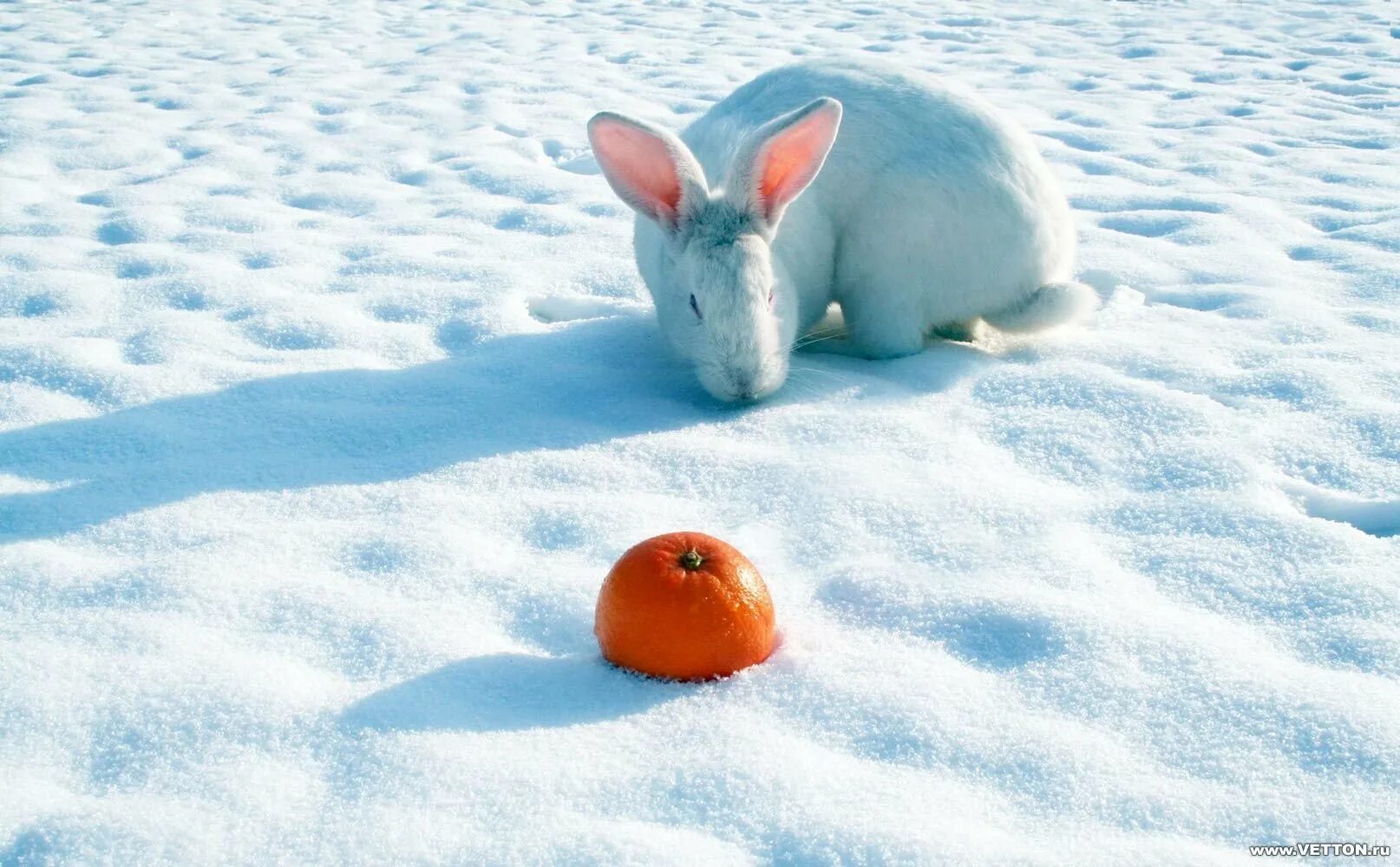 Зайчик в снегу. Кролик зима. Заяц на снегу. Заяц зимой.
