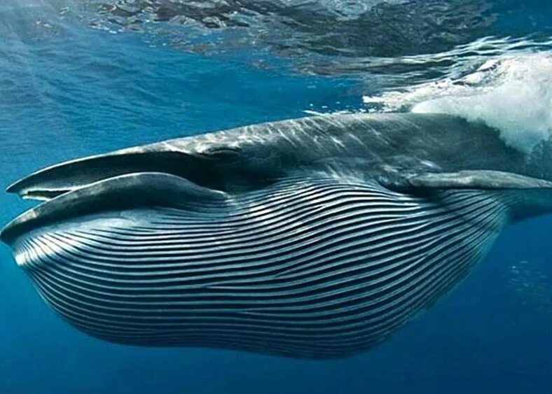 Голубой кит в Антарктиде. Большие киты. Размер кита. Усатый кит. Шерсть у китообразных