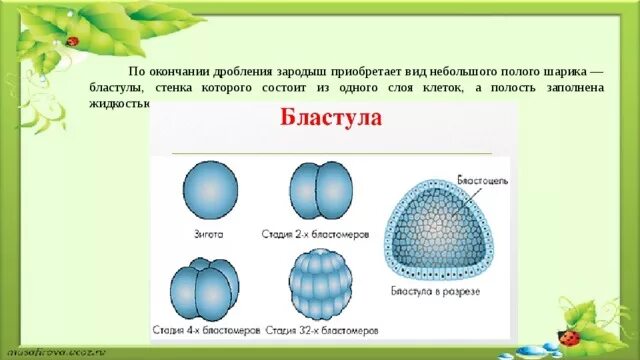 Состоят из 1 слоя клеток. Клетки бластулы. Зародыш из одного слоя клеток. Бластула состоит из. Бластула состоит из полости и.