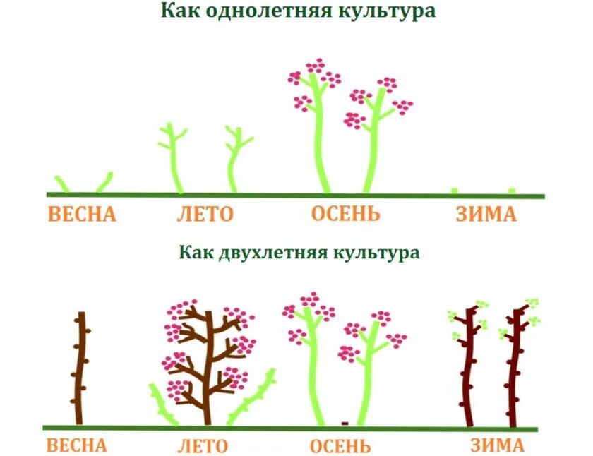 Обрезка ремонтантной малины осенью. Схема обрезания малины ремонтантной. Обрезка ремонтантной малины осенью схема. Обрезать малину осенью ремонтантную. Обрезка малины весной как правильно