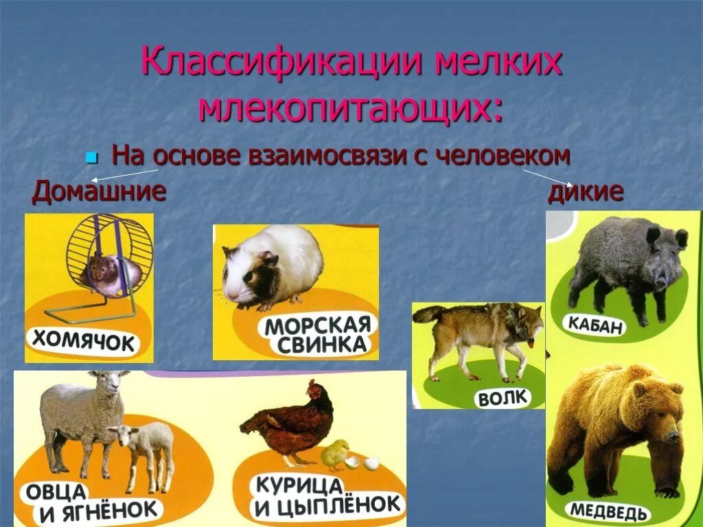 Какие домашние млекопитающие. Виды млекопитающих. Классификация млекопитающих. Классификация на Дикие и домашние. Основы млекопитающих.