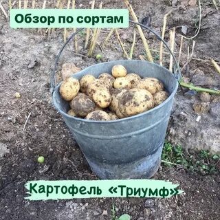 Картофель триумф описание сорта фото отзывы сроки