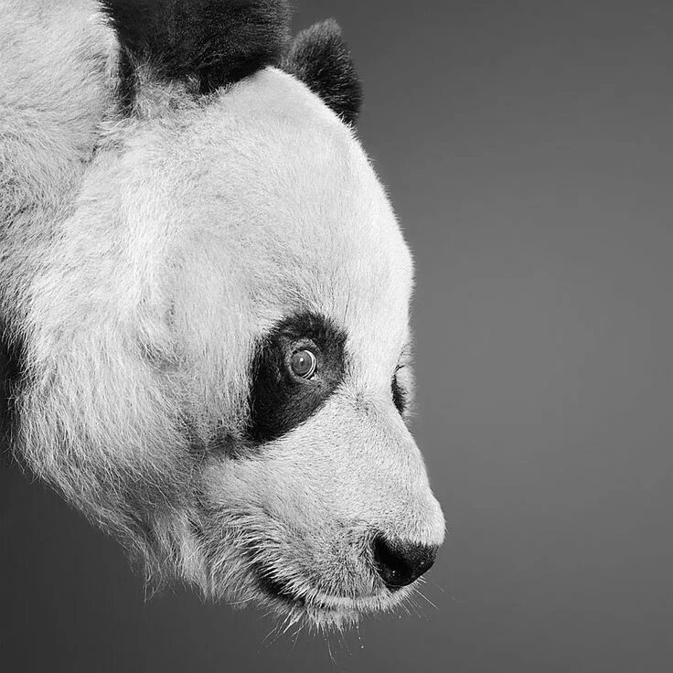 Черно белые животные. Морда панды. Чёрно-белая фотография. Панда черно белая.