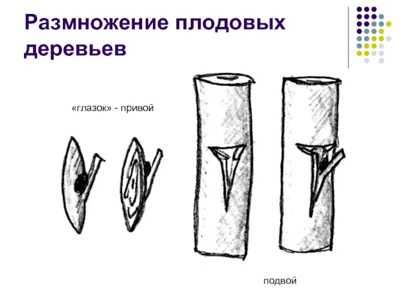 Размножение глазком. Способы размножения плодовых деревьев. Размножение плодовых деревьев отводками. Размножение плодовых деревьев черенками. Размножение кленовых деревьев.