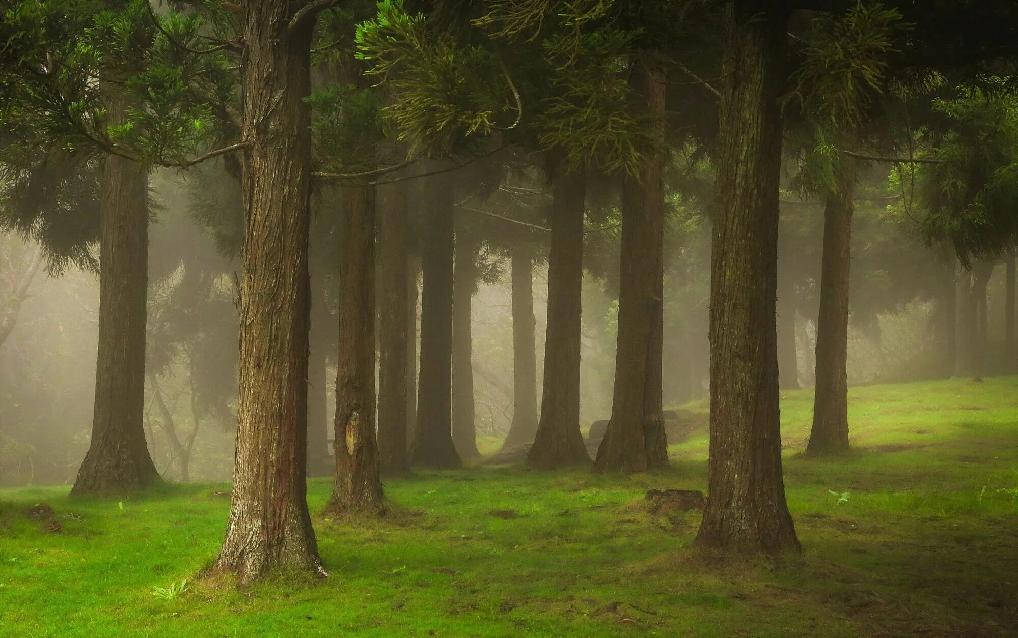 Лес туман лето. Пейзаж с лесом таинственный. Лес лето туман. Туманный лес летом. Туман в лесу летом.