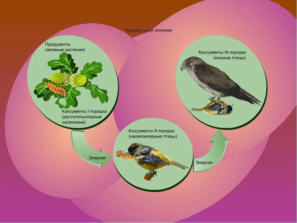 Пищевая цепочка. Цепь питания птиц. Цепочка питания птиц. Пищевые Цепочки с участием птиц. Ястреб гусеница крапива дрозд